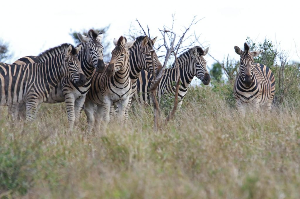 Lake Mburo